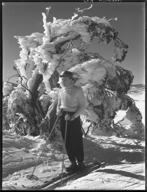 Tree iced up by Blizzard [picture] : [Kosciuszko, New South Wales] / [Frank Hurley]
