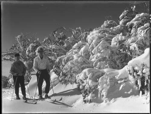 Lambell and son among snow covered trees [picture] : [Kosciuszko, New South Wales] / [Frank Hurley]