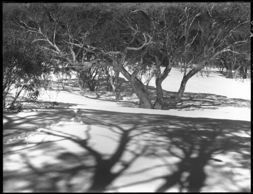 Trees with shadow on snow [picture] : [Kosciuszko, New South Wales] / [Frank Hurley]