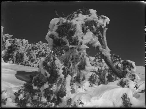 Tree study, 1 [picture] : [Kosciuszko, New South Wales] / [Frank Hurley]