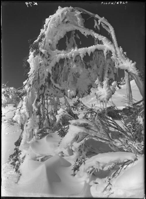 Tree study, 4 [picture] : [Kosciuszko, New South Wales] / [Frank Hurley]