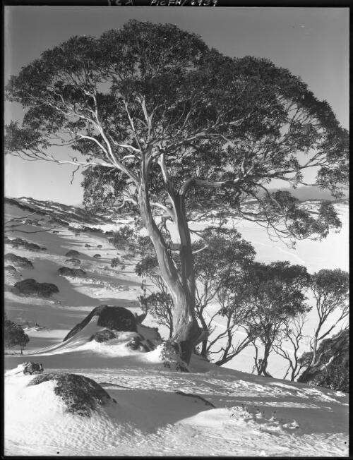 Tree study, 8 [picture] : [Kosciuszko, New South Wales] / [Frank Hurley]