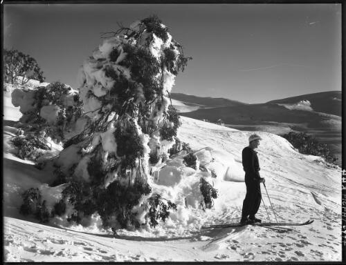 Tree overarch with skier [picture] : [Kosciuszko, New South Wales] / [Frank Hurley]