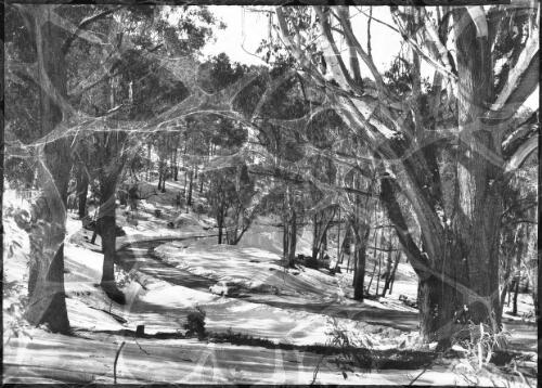 [A car travelling on a road through the snow-covered forest] [picture] : [Snowy Mountains Hydro-Electric Scheme, New South Wales] / [Frank Hurley]