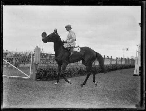 Racehorse Witsome with a rider, New South Wales, ca. 1933 [picture]