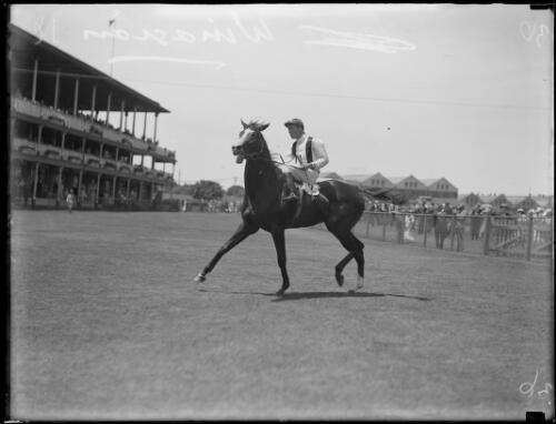 Racehorse Winasian with a rider at a racecourse, New South Wales, ca. 1933 [picture]