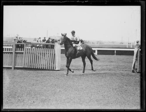 Racehorse Windbria with a rider, New South Wales, 20 March 1934 [picture]