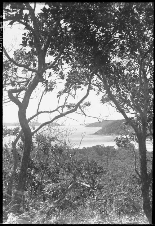 [View through trees to water and headlands, 1] [picture] : [Manly, New South Wales] / [Frank Hurley]