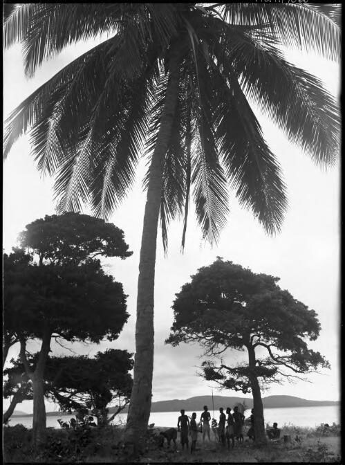 [Palm tree, trees and figures in foreground, New South Wales] [picture] / [Frank Hurley]