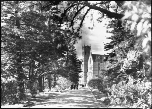 Manly [tree-lined road leading to St Patrick's College & Seminary] [picture] : [Manly, New South Wales] / [Frank Hurley]