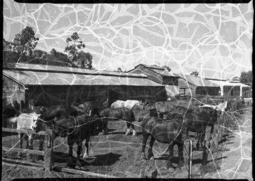 [Horses in enclosure, Pelton Mine, New South Wales] [picture] / [Frank Hurley]