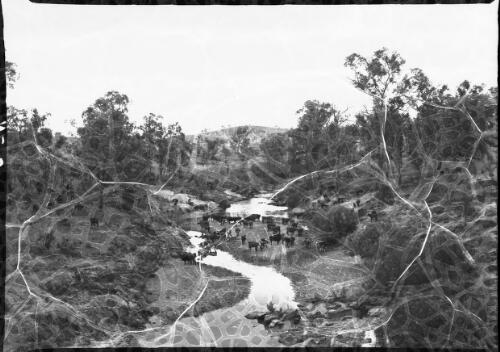 Cattle scene, Chandler River [cows on riverbank, 1] [picture] : [New England, New South Wales] / [Frank Hurley]