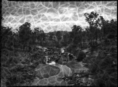 Cattle scene, Chandler River [cows on riverbank, 2] [picture] : [New England, New South Wales] / [Frank Hurley]