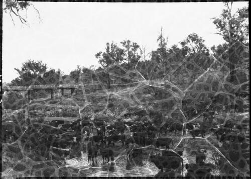 Cattle scene, Chandler River [picture] : [New England, New South Wales] / [Frank Hurley]