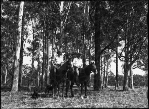 [Two drovers on horseback and their cattle dogs, Chandler River] [picture] : [New England, New South Wales] / [Frank Hurley]