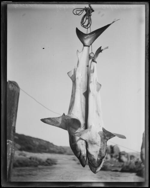 Two sharks caught at Montague Island, New South Wales, 30 May 1934 [picture]