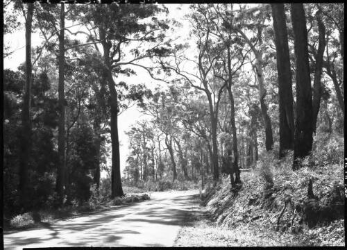 Road near Nowra [picture] : [South Coast, New South Wales] / [Frank Hurley]