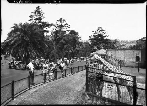 Giraffe cages [picture] : [Taronga Park Zoo, Sydney, New South Wales] / [Frank Hurley]