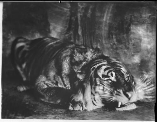 [Crouching tiger, 2] [picture] : [Taronga Park Zoo, Sydney, New South Wales] / [Frank Hurley]