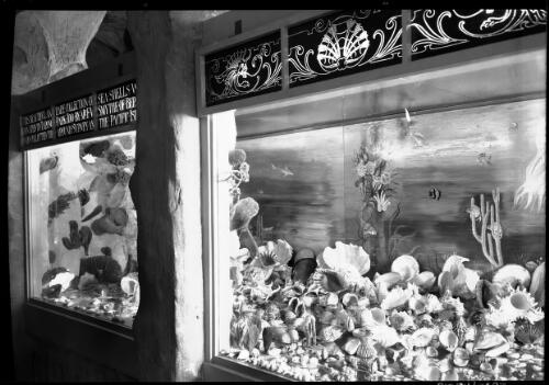 Collection of shells, Taronga Aquarium, with two windows [picture] : [Taronga Park Zoo, Sydney, New South Wales] / [Frank Hurley]