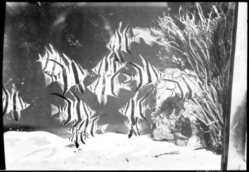 Old wife fish [picture] : [Taronga Park Zoo, Sydney, New South Wales, 1] / [Frank Hurley]