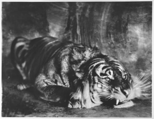 [Crouching tiger, 1] [picture] : [Taronga Park Zoo, Sydney, New South Wales] / [Frank Hurley]