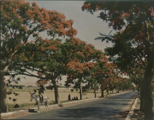 [Boy on donkey on road lined with flame-coloured trees, Middle East] [transparency] / [Frank Hurley]