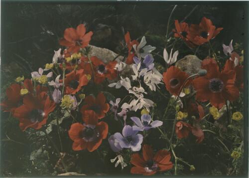Spring flowers near Nablus Mar[ch] 15/42 [close up] [picture] / [Frank Hurley]