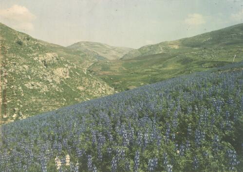 [Lupin-covered hillside, spring in Transjordan] [picture] / [Frank Hurley]