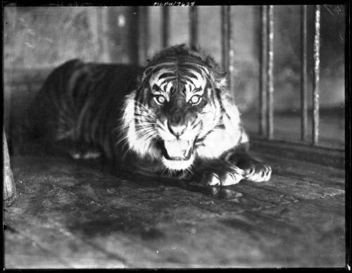 Tiger snarling, head study [picture] : [Taronga Park Zoo, Sydney, New South Wales] / [Frank Hurley]