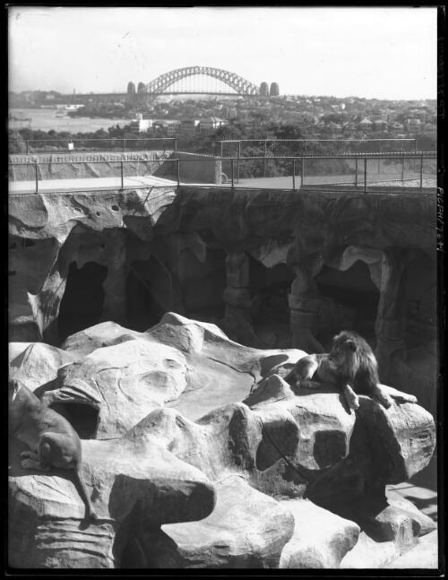 The Lion Pit [picture] : [Taronga Park Zoo, Sydney, New South Wales] / [Frank Hurley]