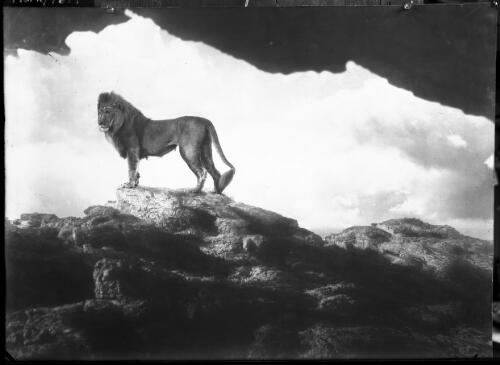 Old lion study, with den background [picture] : [Taronga Park Zoo, Sydney, New South Wales] / [Frank Hurley]