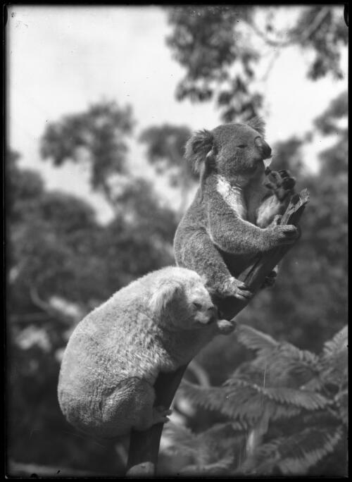 Grey koala & albino koala [1] [picture] : [Taronga Park Zoo, Sydney, New South Wales] / [Frank Hurley]