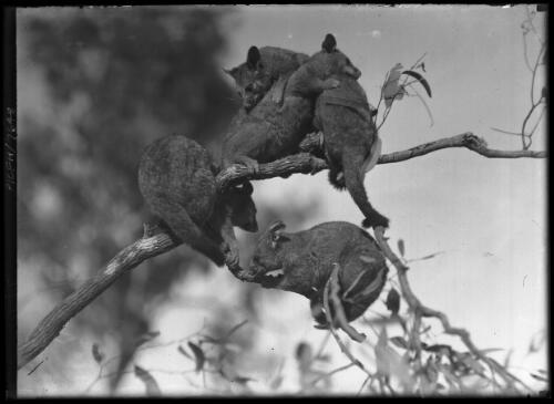 Opossums [picture] : [Taronga Park Zoo, Sydney, New South Wales] / [Frank Hurley]