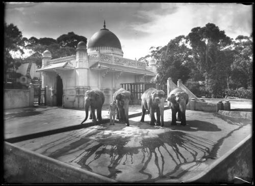 4 Elephants [1] [picture] : [Taronga Park Zoo, Sydney, New South Wales] / [Frank Hurley]
