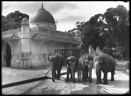 4 Elephants [2] [picture] : [Taronga Park Zoo, Sydney, New South Wales] / [Frank Hurley]
