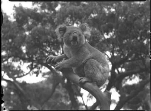 [Koala on a tree stump, trees behind] [picture] : [Taronga Park Zoo, Sydney, New South Wales] / [Frank Hurley]