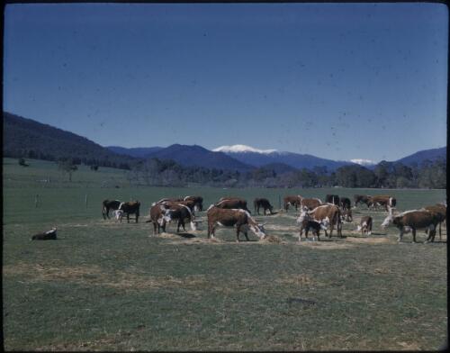 [Cows in a field with mountains in background, Victoria, 1] [transparency] / [Frank Hurley]