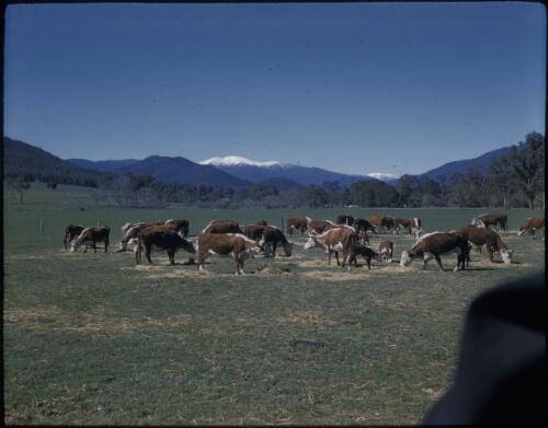 [Cows in a field with mountains in background, Victoria, 2] [transparency] / [Frank Hurley]