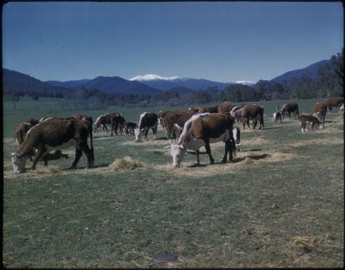 [Cows in a field with mountains in background, Victoria, 3] [transparency] / [Frank Hurley]