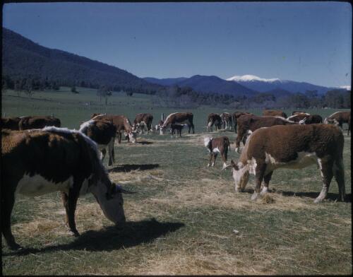 [Close-up of cows in a field with mountains in background, Victoria] [transparency] / [Frank Hurley]