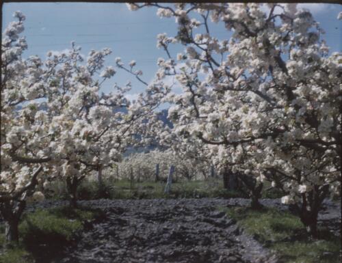 [Apple orchards, trees in full bloom, wooden fence posts in the distance] [transparency] : [Tasmania] / [Frank Hurley]