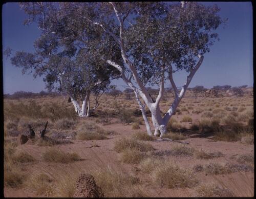 [Two gum trees in an outback landscape, Northern Territory] [transparency] / [Frank Hurley]