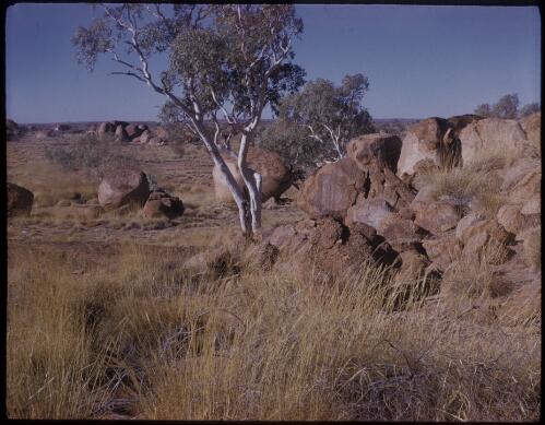 [Gum trees amongst Devils Marbles?, Northern Territory] [transparency] / [Frank Hurley]