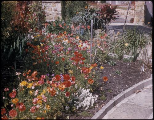 [Garden with bright flowers, Bright, Victoria?] [transparency] / [Frank Hurley]