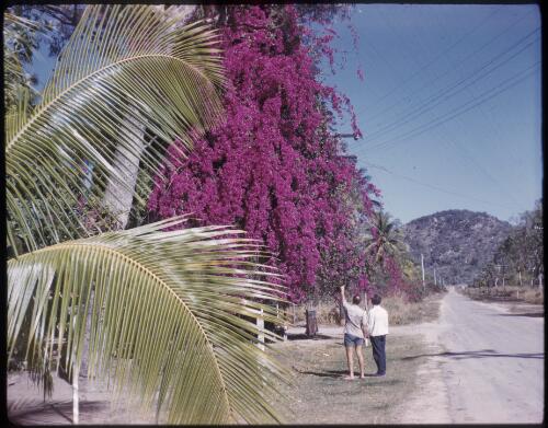 [Two unidentified people looking at a tall purple bougainvillea vine, Northern Territory] [transparency] / [Frank Hurley]