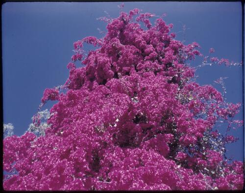 [Close-up of purple bougainvillea vine, Northern Territory, 1] [transparency] / [Frank Hurley]