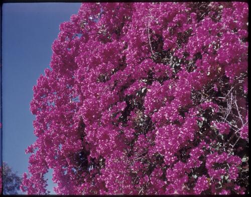 [Close-up of purple bougainvillea vine, Northern Territory, 2] [transparency] / [Frank Hurley]