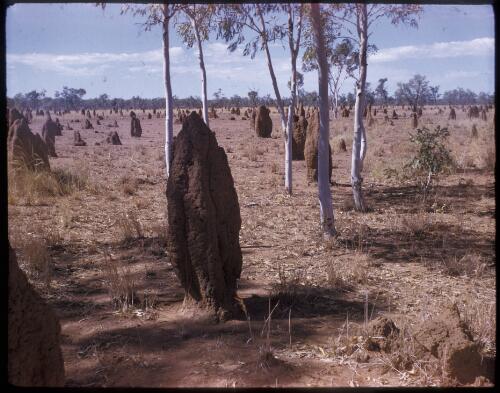 [Ant hills, foreground in shadow, Northern Territory] [transparency] / [Frank Hurley]