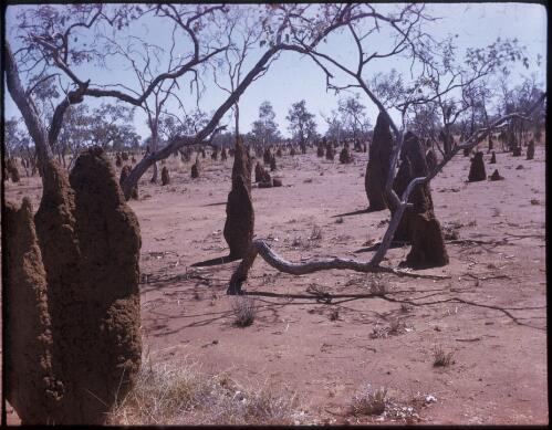 [Ant hills, Northern Territory] [transparency] / [Frank Hurley]